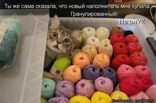 Еженедельная котоматрица (33 фото)