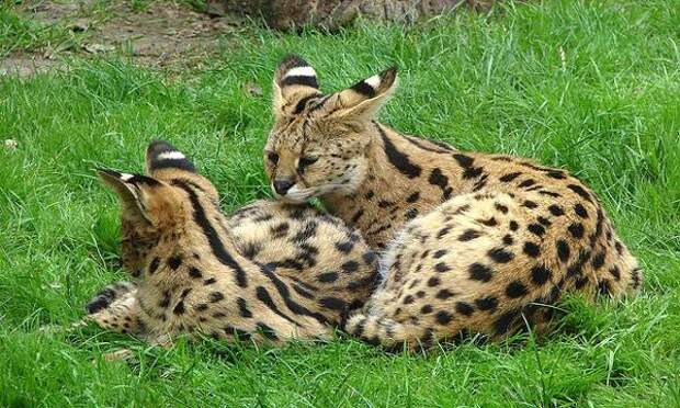 Саванна (Savannah cat), фото породы кошек фотография