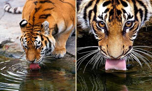 тигр пьет воду, тик и вода - Интересные факты о тиграх