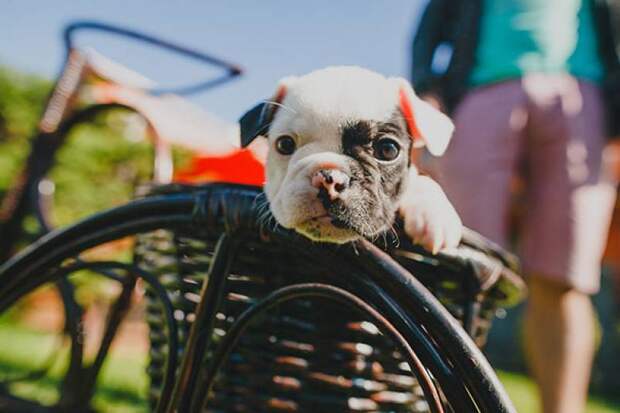 bulldog-puppy-9__605_801x534
