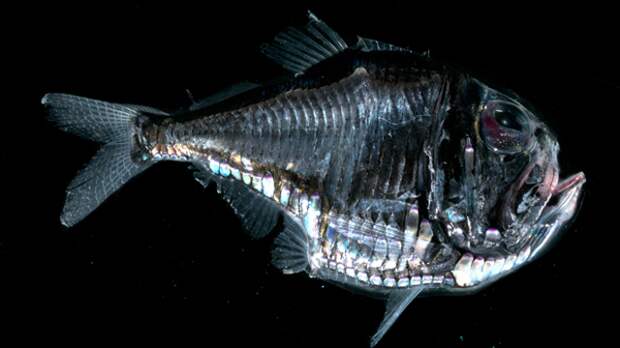 20. Рыба-топорик (Marine hatchetfish) животные, факты