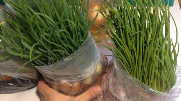 Вот как выращивать зеленый лук без земли и горшка: гениальный метод!