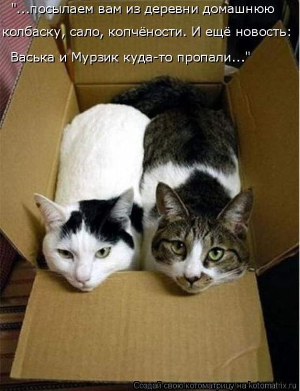 Лучшие котоматрицы недели (50 фото)