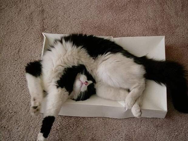 Кошка спит