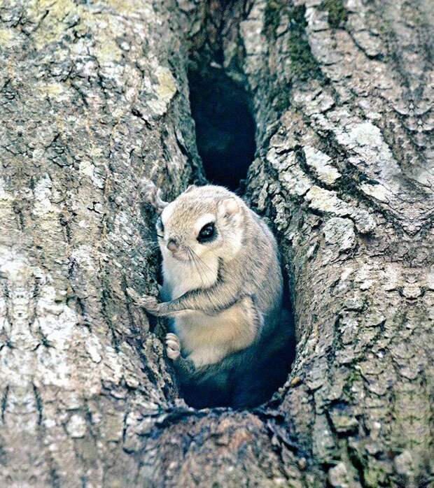 Hokkaido  cute animals, Хоккайдо милые животные