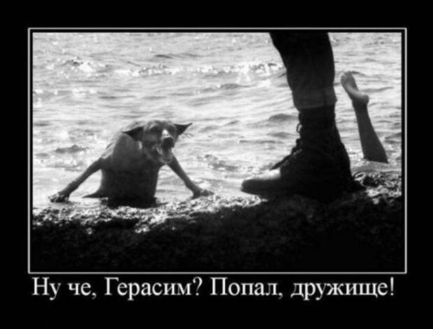 Фото демотиваторы с юмором.