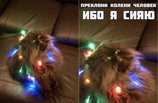 Смешные картинки с подписями катинки, прикол, юмор