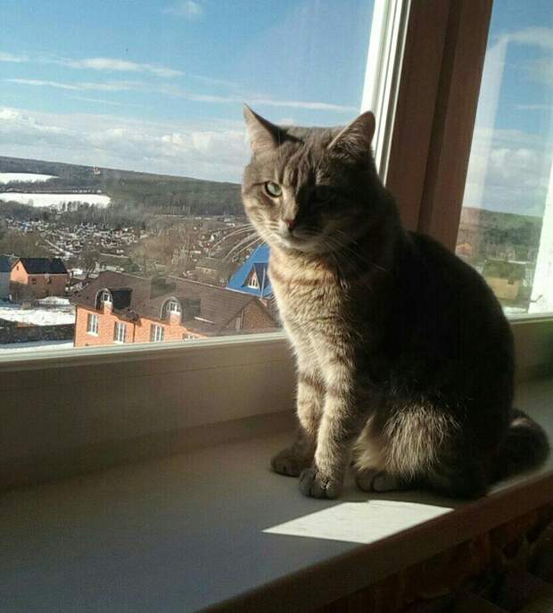 кот