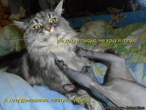 Лучшие котоматрицы недели