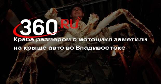 Amur Mash: огромного краба перевозили на крыше машины по Владивостоку