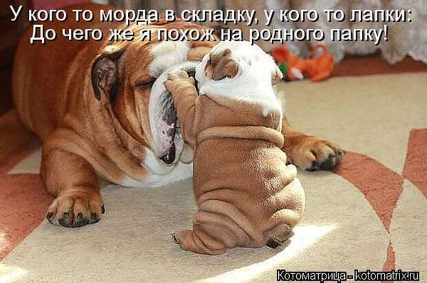 Лучшие котоматрицы недели (50 фото) Лучшие котоматрицы недели (50 фото)