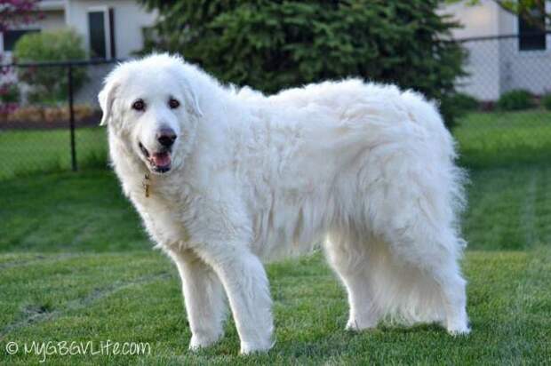 This week on Meet the Giants we're talking about the Kuvasz!