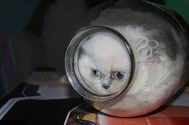 коты это жидкость (9)