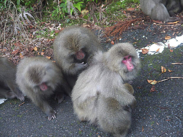 Япония, Якусима, остров, якушима, yakushima, японские макаки, обезьяны, дорога