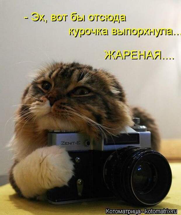 Лучшие котоматрицы недели (50 фото) Лучшие котоматрицы недели (50 фото)