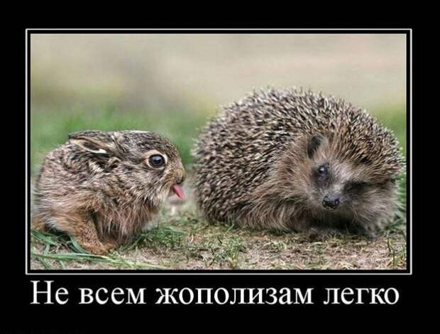Демотиваторы (39 фото)
