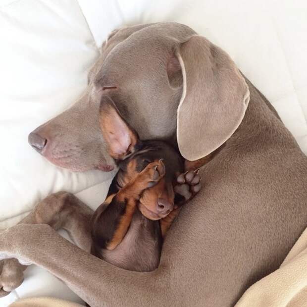 Пёс, Харлоу, дружба,собаки,  Harlow and Indiana,Harlow and Sage 