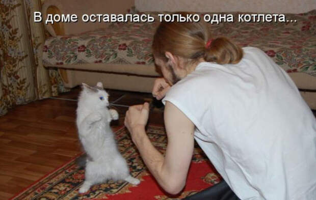 Смешные животные из КотоМатрицы (49 шт.)