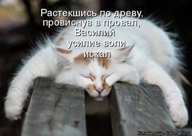 Лучшие котоматрицы недели (50 фото)