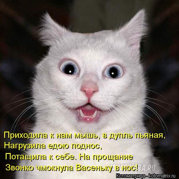 котоматрицы (50 фото) котоматрицы (50 фото)