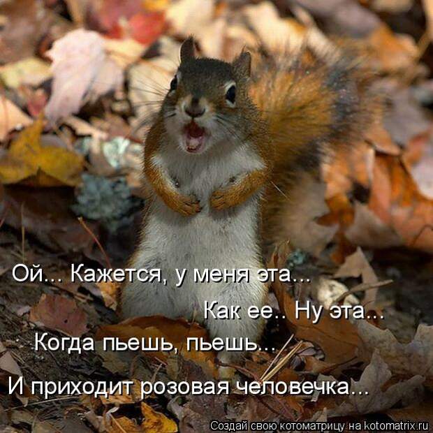 Котоматрица - Ой... Кажется, у меня эта...  Как ее.. Ну эта... Когда пьешь, пьешь...