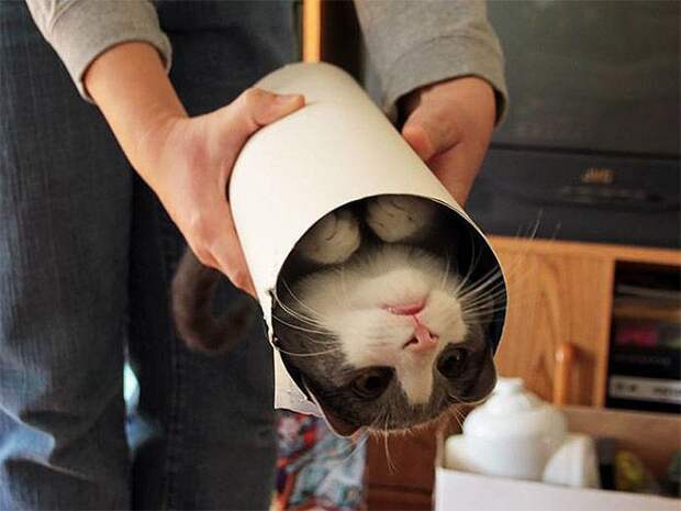 Кошачья шаурма кот, шаурма, юмор