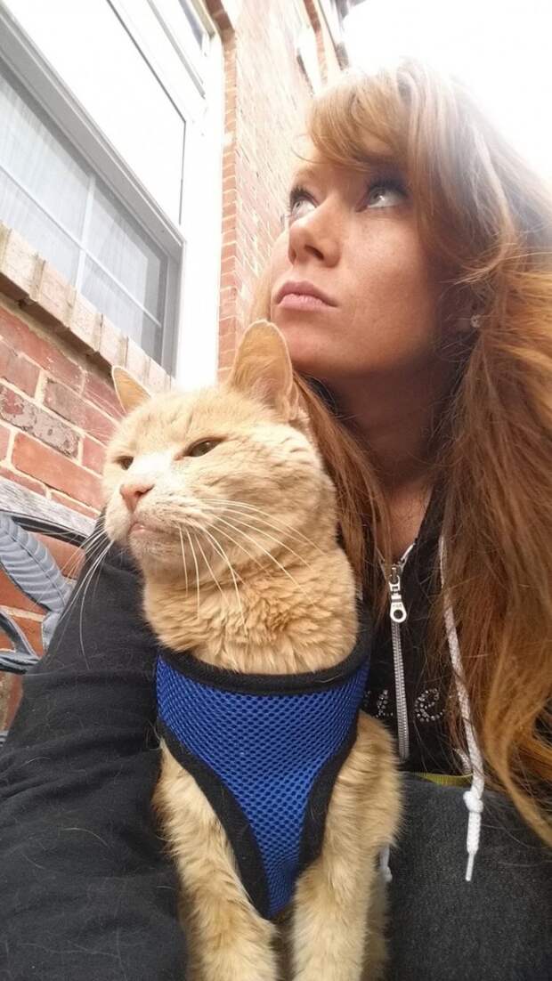 Женщина забрала из приюта безнадежного старого кота, чтобы скрасить последние месяцы его жизни 21-летний кот Тигра, женщина забрала из приюта 21-летнего кота