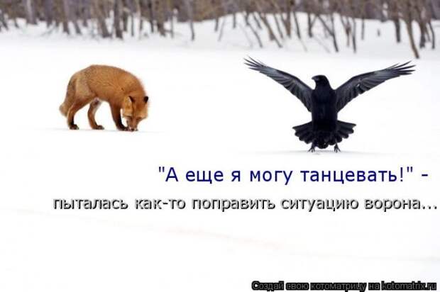Лучшие котоматрицы недели (50 фото)