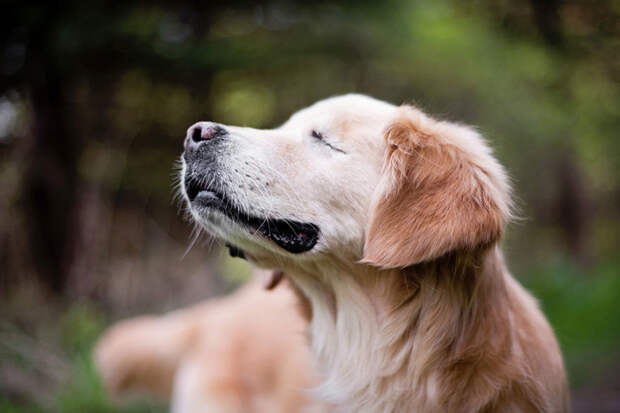 Слепой Смайли, помогающий больным людям помощь, слепота, собака, терапевт