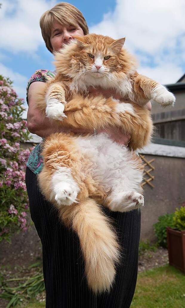 самая большая кошка