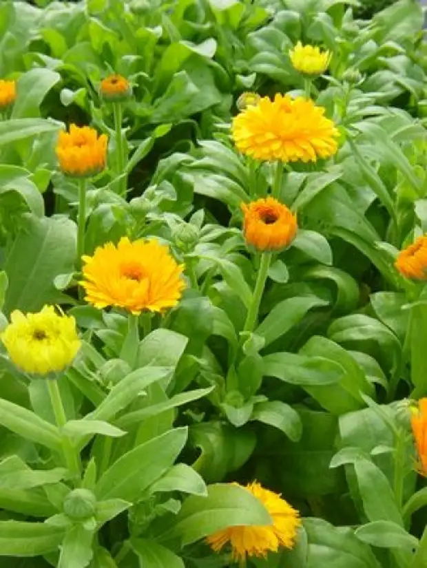 Calendula officinalis l календула лекарственная