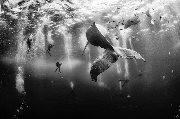 Дайвинг с горбатыми китами, Мексика