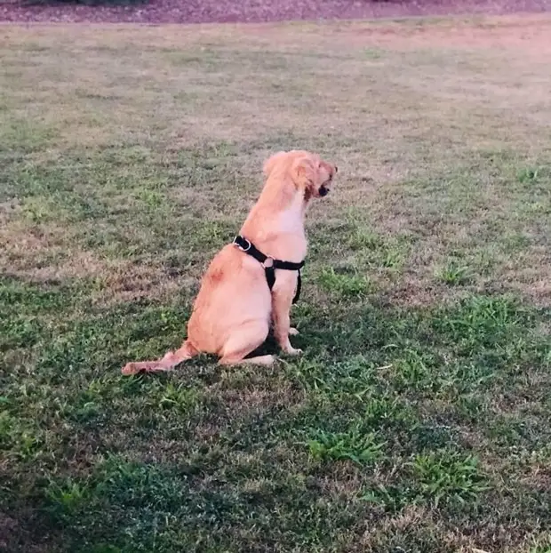 Вчера Пола опубликовала новую фотографию Тодда в парке, он быстро идет на поправку животные, золотистый ретривер, история