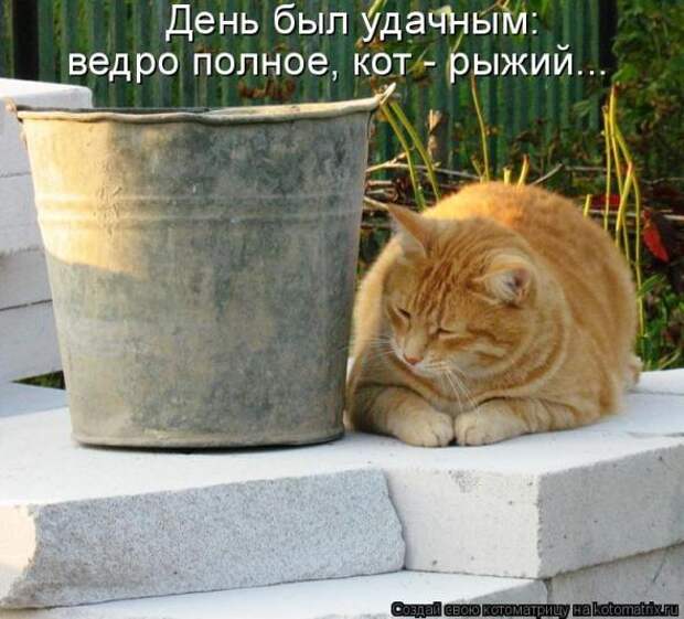 Котоматрица