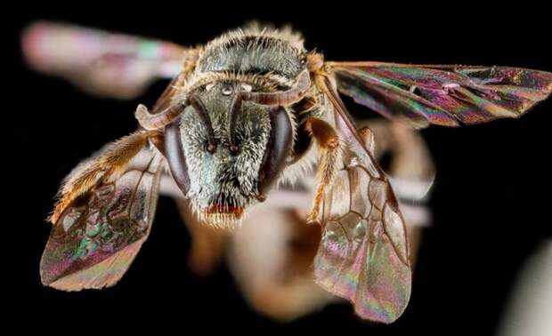 Lasioglossum nr longifrons