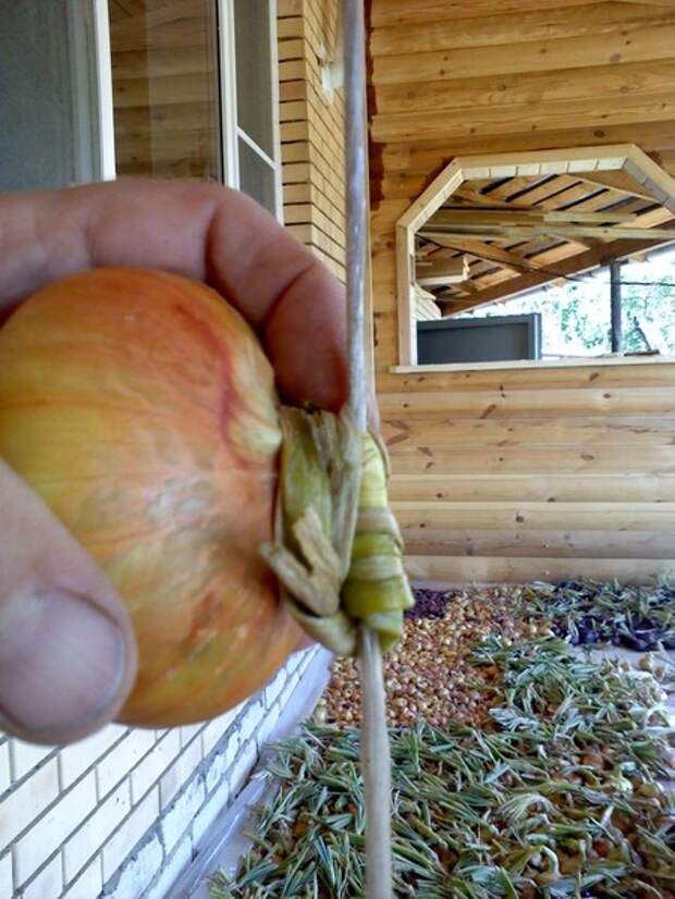 Как хранить лук-севок до посадки. Когда вытаскивать лук 2024. Лук-порей урожай. Когда вытаскивать лук 2024. Когда вытаскивать лук 2024.