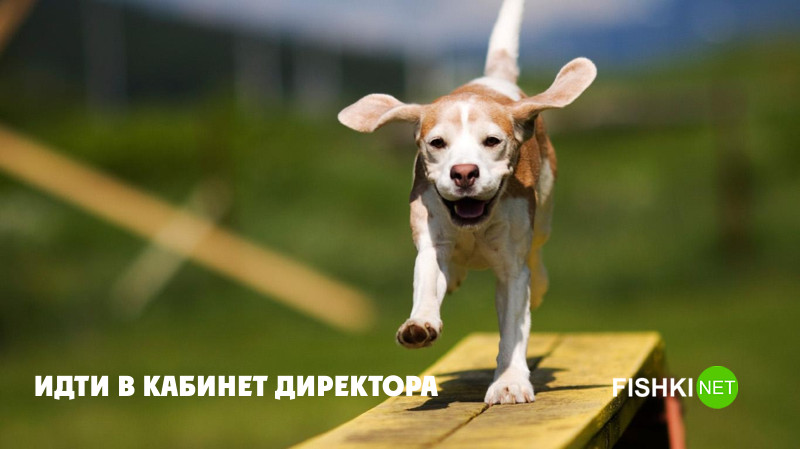 Надежда животные, юмор