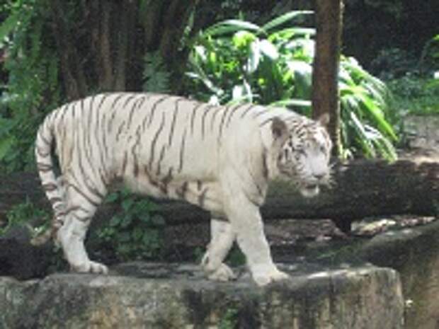 Белые тигры 16