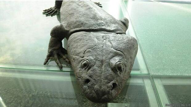 Макет метопозавра