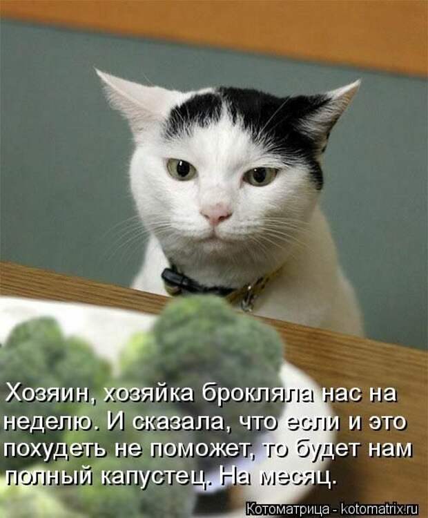 Прикольные котоматрицы - смешные кошки Прикольные котоматрицы - смешные кошки