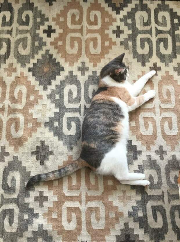 Найди кота Найди кота imgur, reddit, забавные картинки, случайно, совпадения, фото