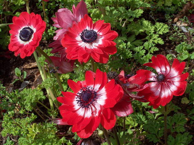 Файл: Anemone венечная артерия губернатор RJB.JPG