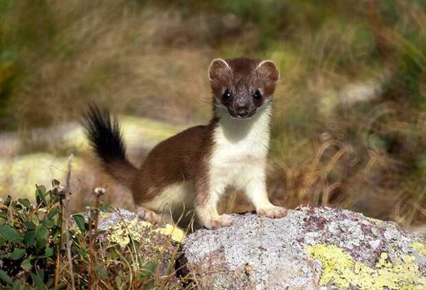 Щенок детеныш горностая (Mustela erminea), фото хищные животные фотография