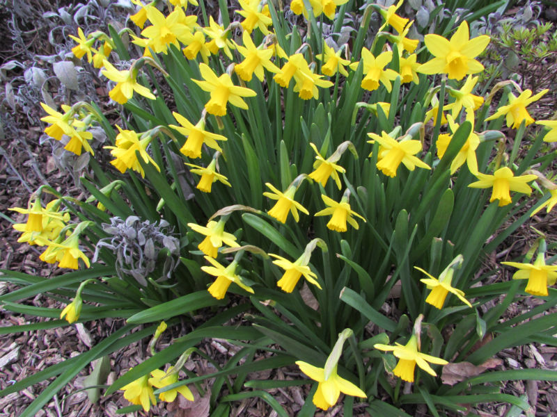 daffodils 