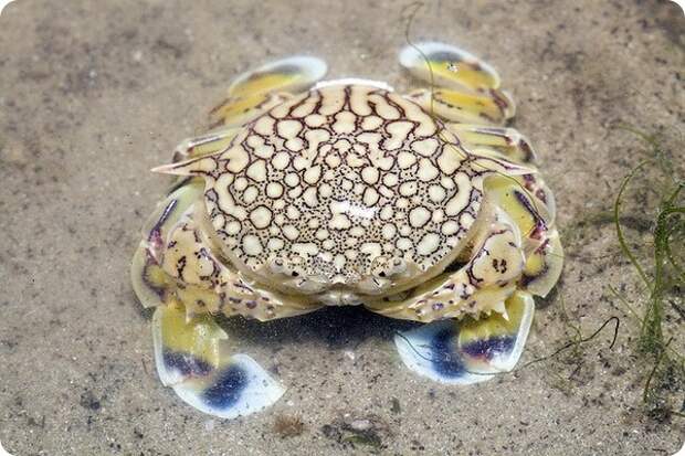 Лунные крабы Matutidae sp.