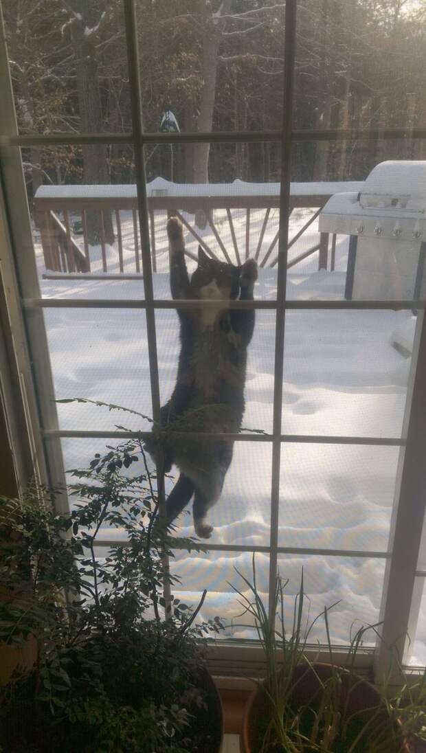 Смешные и забавные кошки