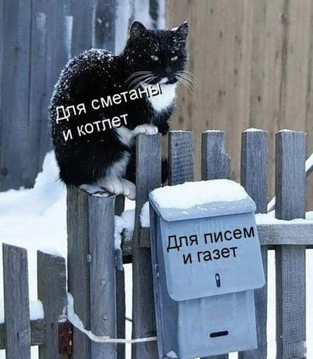 Смешные животные из КотоМатрицы (49 шт.) Смешные животные из КотоМатрицы (49 шт.)