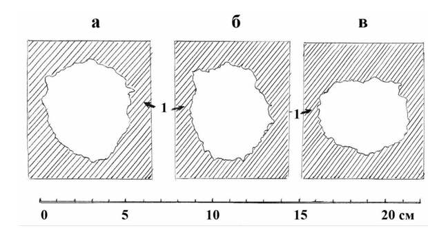 Рис. 16. Форма и размеры разных частей одного из летков большого пёстрого дятла на разном удалении их от поверхности ствола. а – на коре дерева; б – под корой дерева; в – на переходе летка в гнездовую камеру; 1- древесина вокруг летка. Рисунок автора.