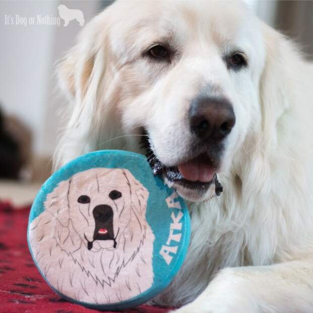 Have you tried the personalized pet products from #PrideBites? Not much better than a custom frisbee with a handsome Great Pyrenees on it! Check out why we love PrideBites and their appearance on ABC's Shark Tank!