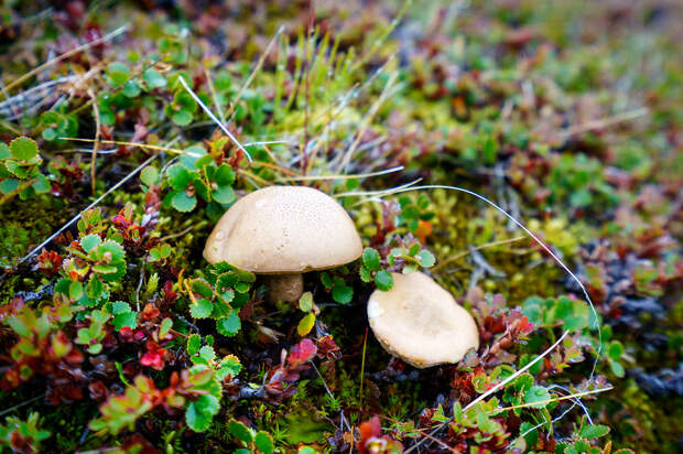 Tasty Wild Mushrooms! Mushrooms in Greenland